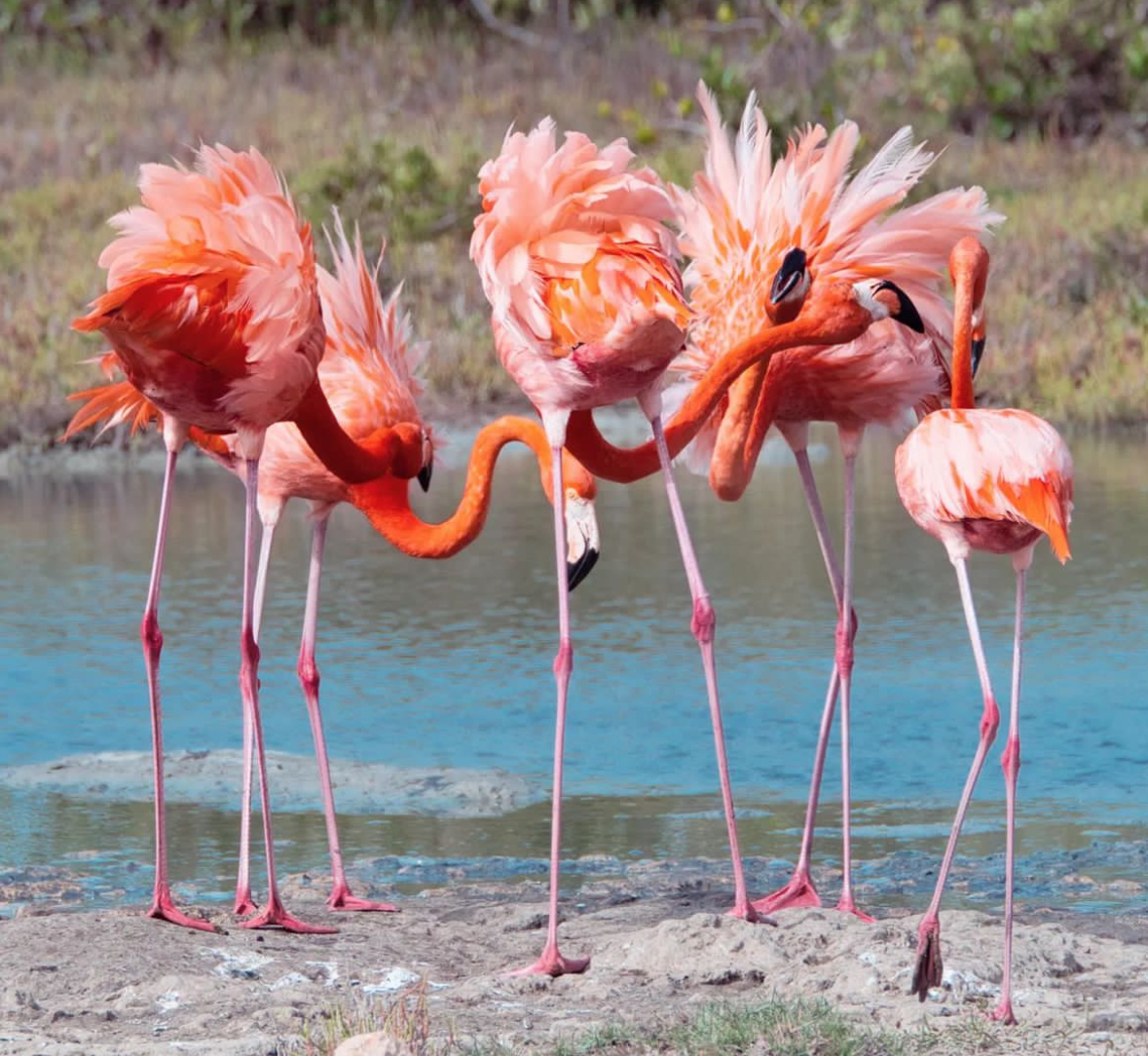 Flamingo Oogappeltje