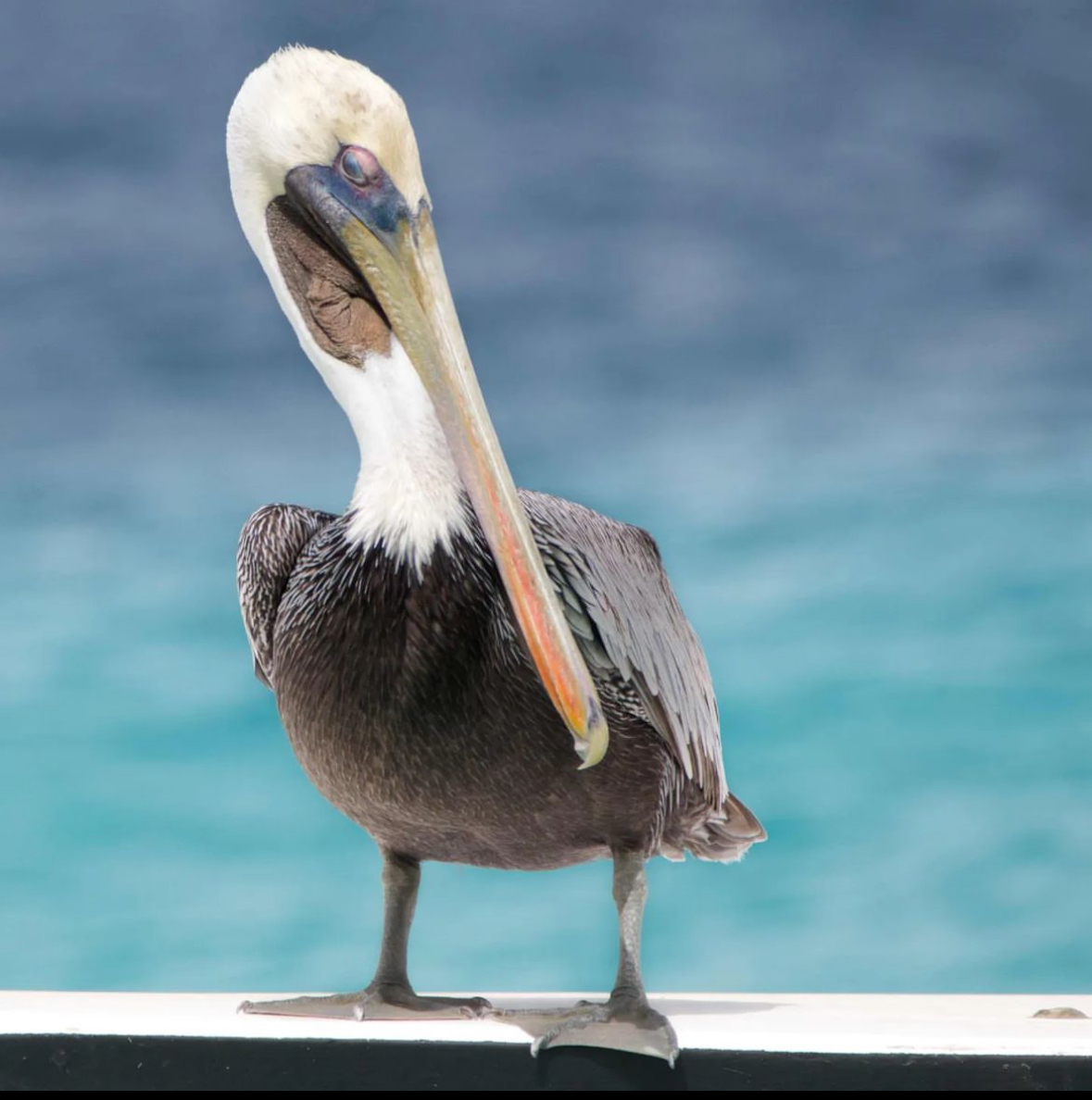 Pelican Oogappeltje