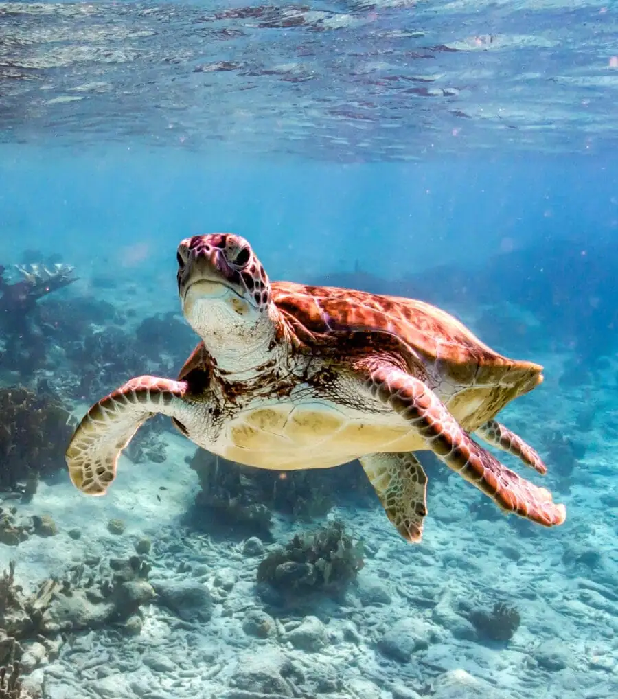 Beautiful-Sea-Turtle-small-2025-e1742302778289-optimized-a929626a-3