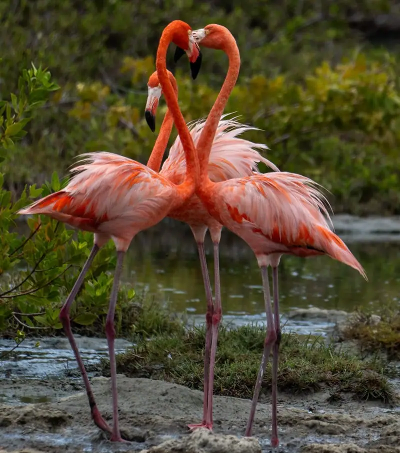 Flamingo-Hart-170924-optimized-acb575b4