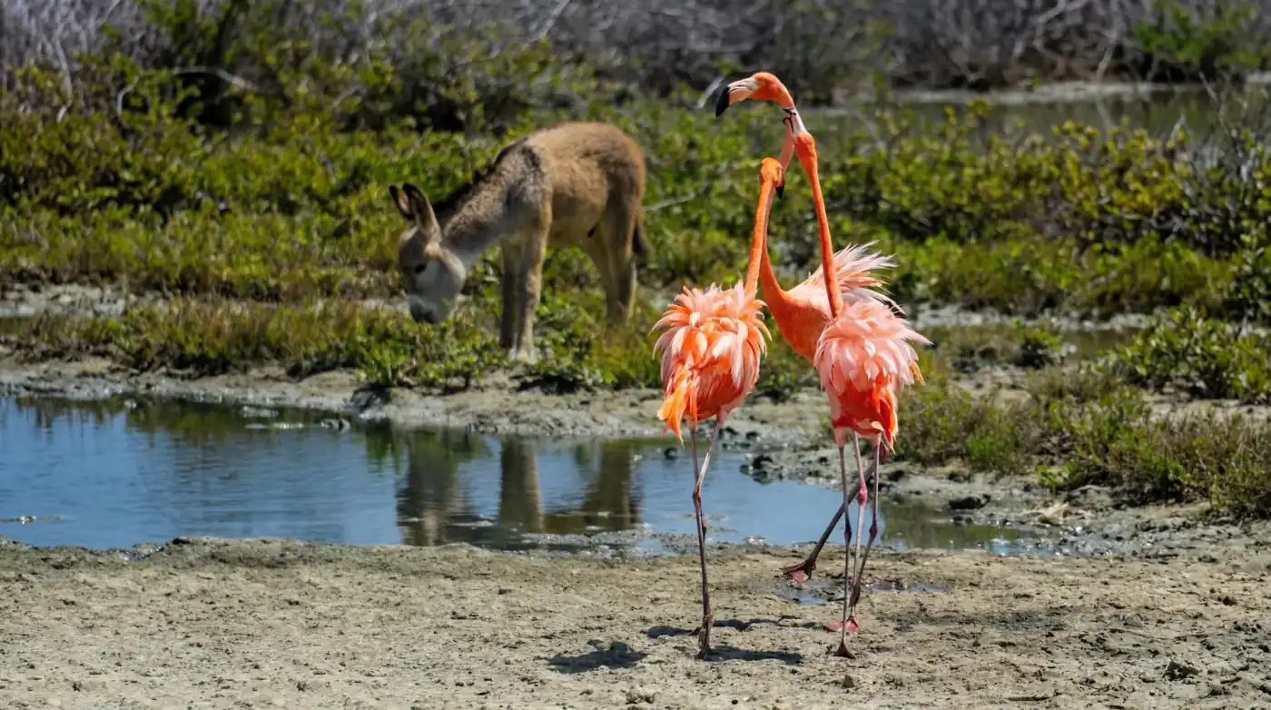 Flamingo’s en een ezeltje in het landschap van Bonaire
