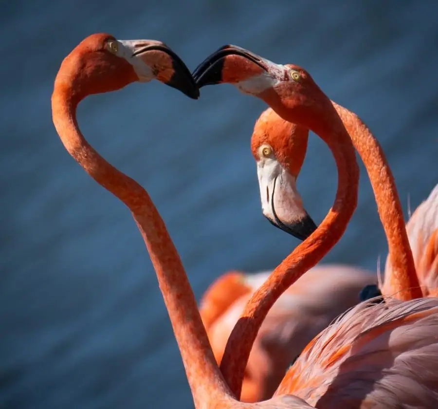 Flamingo-klein-website-optimized-15d2c276-1