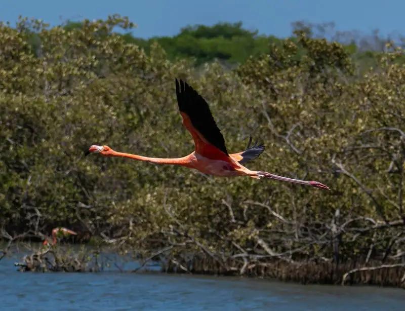 Fli-fla-fly-away-flamingo-1109-optimized-126e5b5f