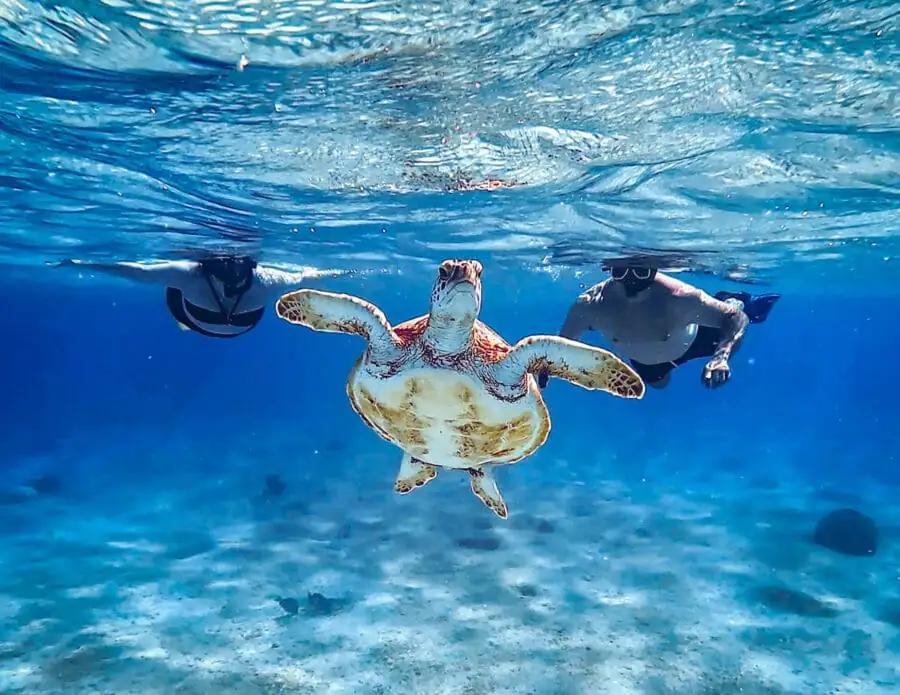 Snorkeling-with-Turtles-small-e1742302895739-optimized-29a33520-3