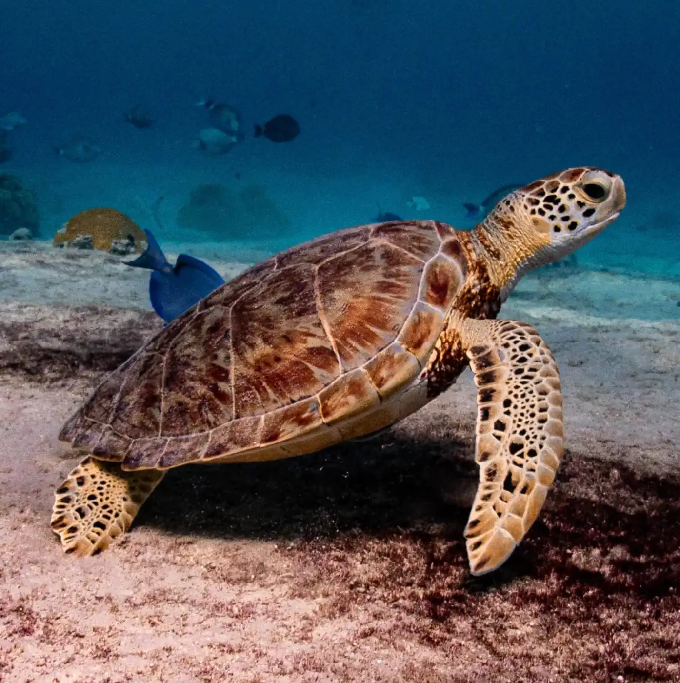 Turtle-klein-reoptimized-0ac35dc1