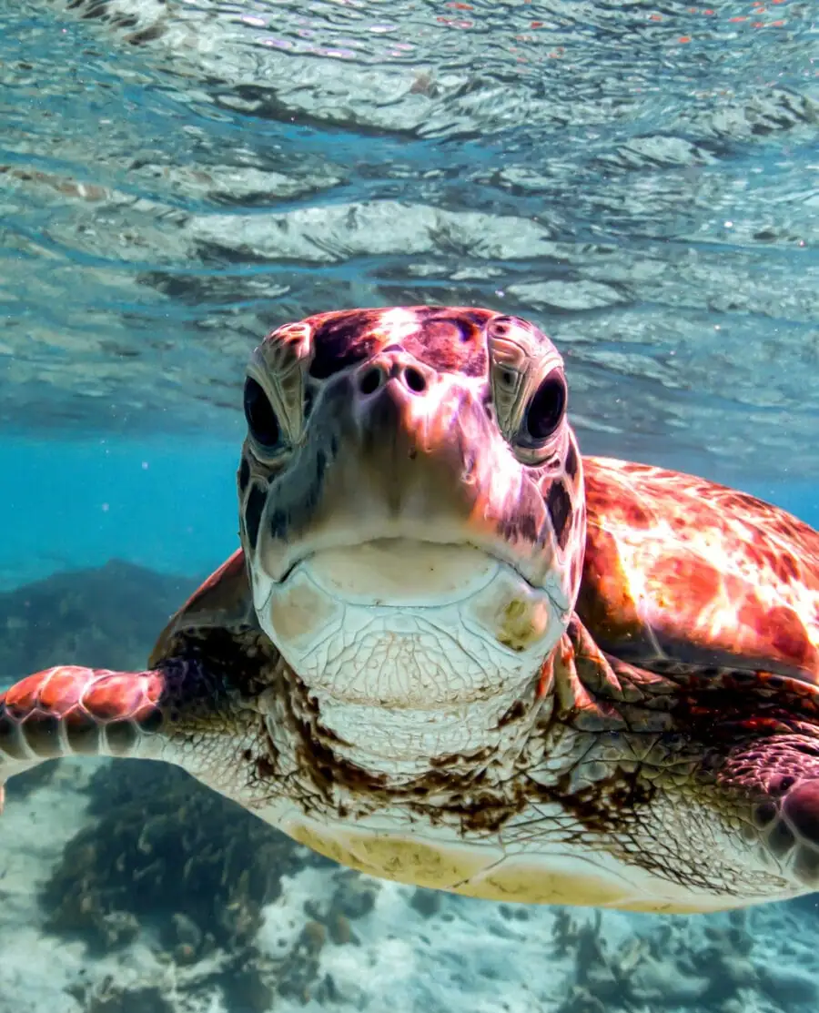 Turtle-small-kiss-camera-e1742302866712-optimized-0de13836-3