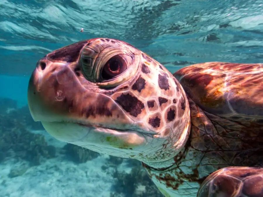 Turtle-small-winner-e1742302791265-optimized-71eaf889-2