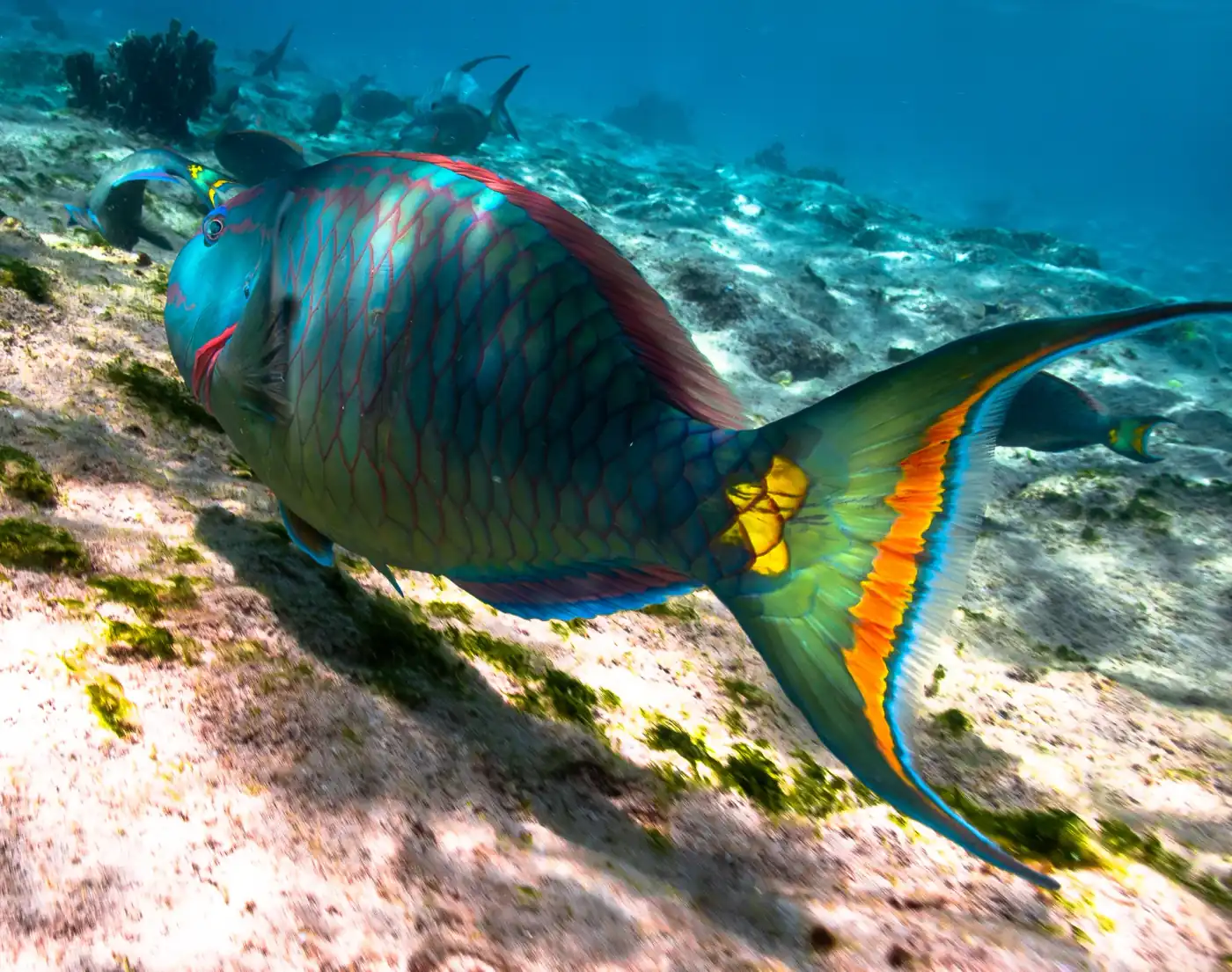 Kleurrijke onderwaterwereld van Bonaire met papegaaivis
