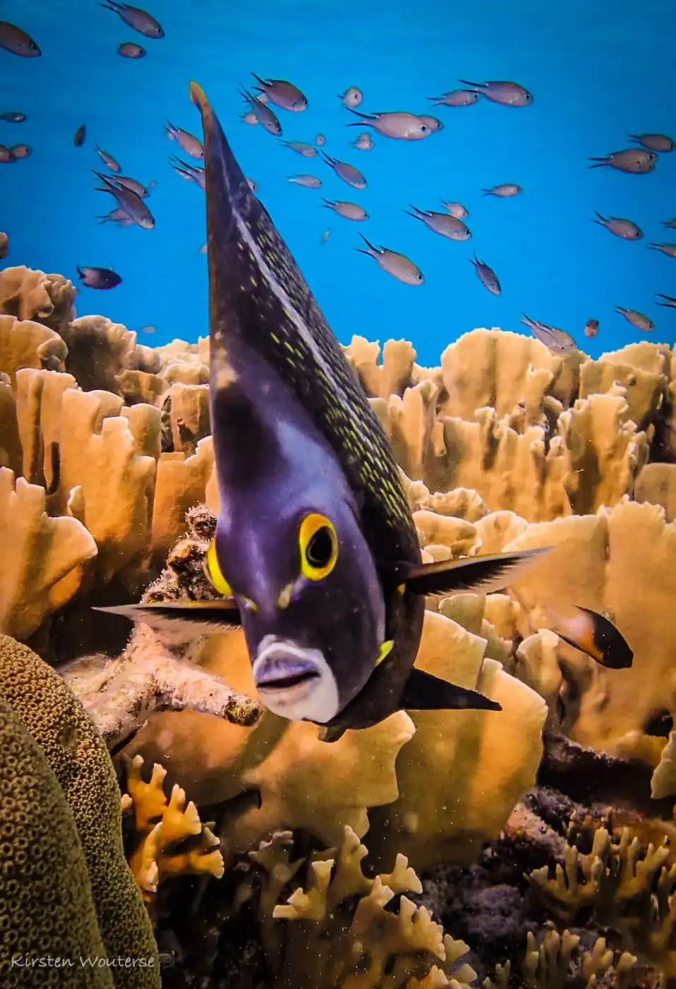 snorkeling-bonaire-22-reoptimized-a1f582ab