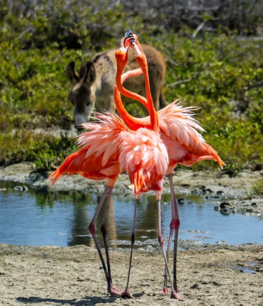 Donkey and Flamingo Bonaire Tour