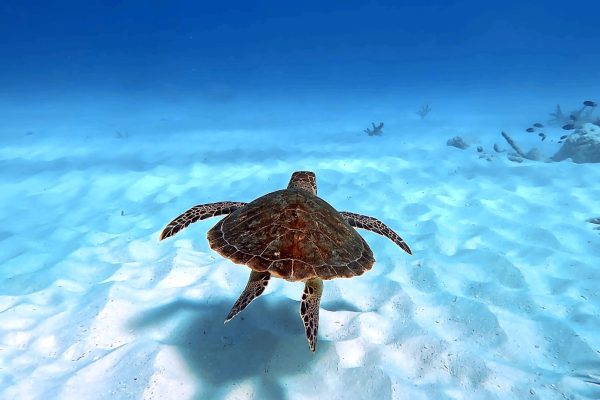Sea turtle while snorkeling