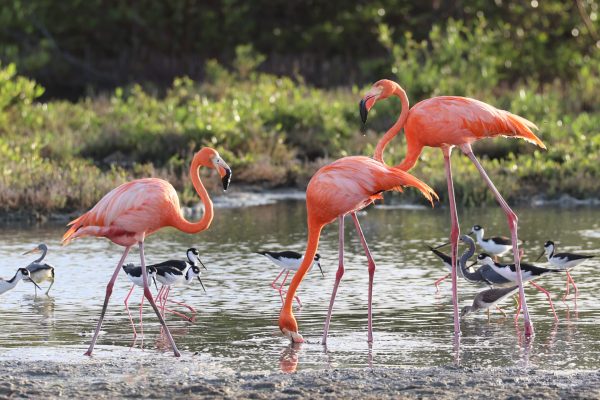 Flamingos Island tour